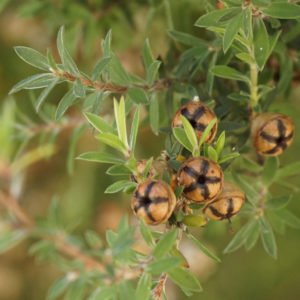 Teebaumöl für Aromatherapie & Saunaaufguss mit heilenden Wirkungen