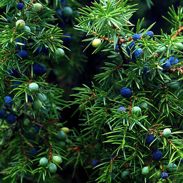 можжевельник обыкновенный на латинском. зарафшанский можжевельник. блю альпс можжевельник мучнистый червец. можжевельник обыкновенный микростробилы. можжевельник толстокорый.