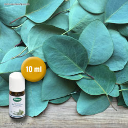 Saunaaufguss Saunaduft ätherische Öle Bio Eukalyptus 10 ml